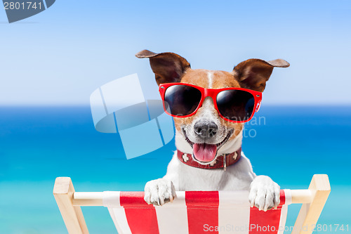 Image of summer vacation dog