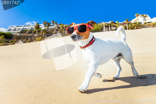 Image of dog running at beach