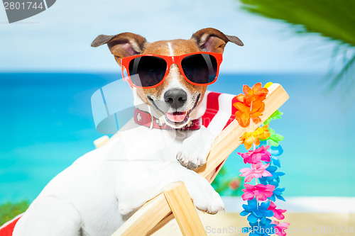 Image of dog summer vacation