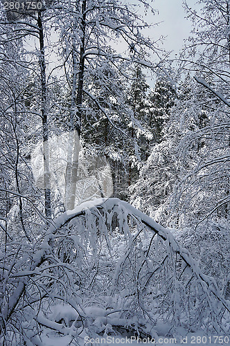 Image of Snowy forest in winter