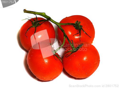 Image of Four red tomatoes on a branch isolated on white