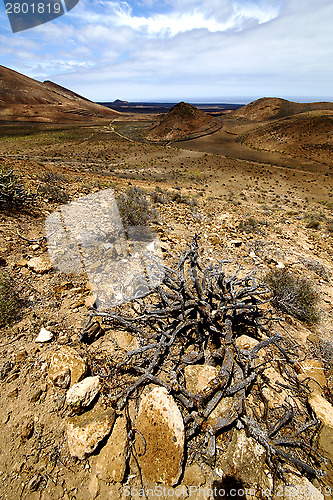 Image of in los volcanes lanzarote spain plant flower  