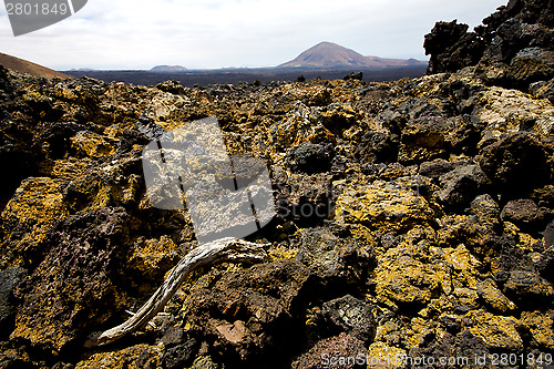 Image of wood plant  bush timanfaya  los volcanes  