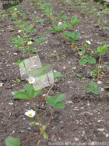 Image of Strawberry field