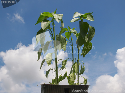 Image of Plug pepper plant