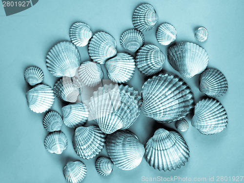 Image of Shells