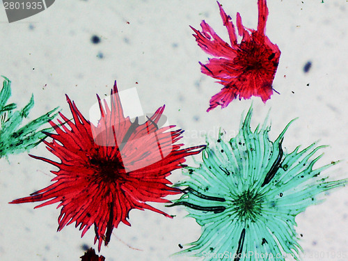 Image of Apple micrograph