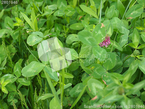Image of Shamrock