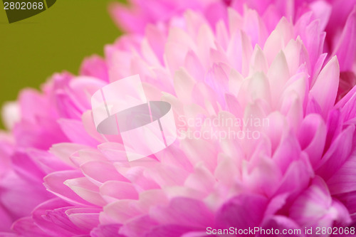Image of Macro of pink chrysanthemum flower