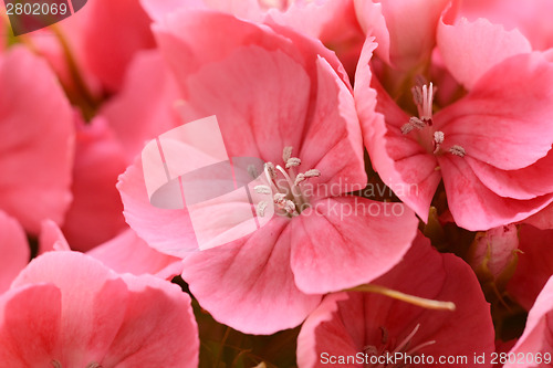 Image of Macro of pink sweet william blooms
