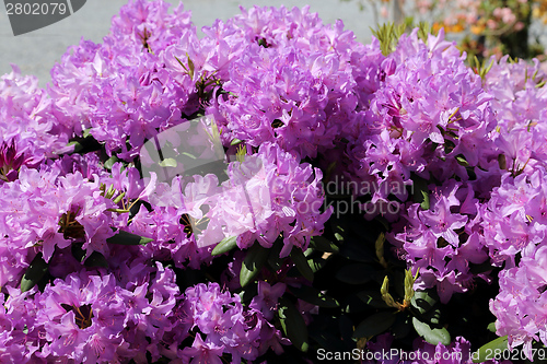 Image of Rhododendron Flower