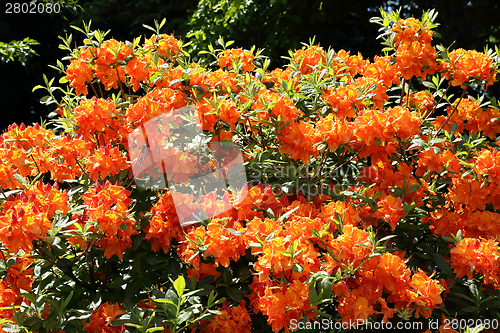 Image of Rhododendron Flower