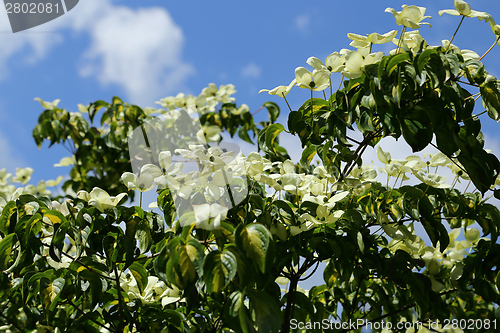 Image of Dogwood