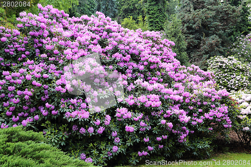 Image of Garden