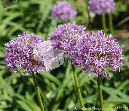 Image of Alium Giganteum