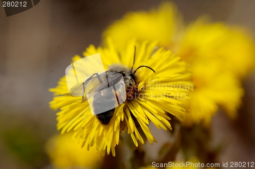 Image of bee