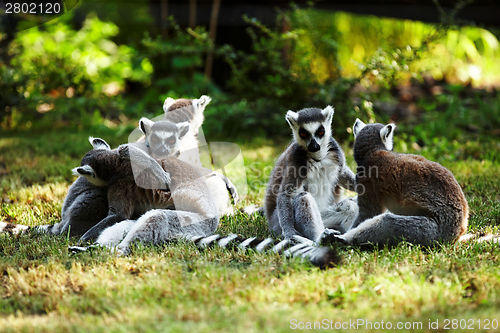 Image of Cute lemur kata