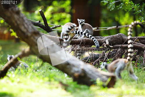 Image of Cute lemur kata