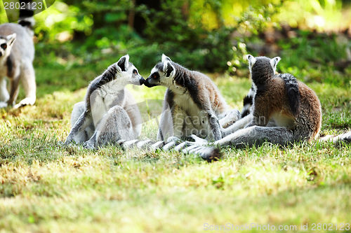 Image of Cute lemur kata