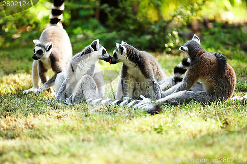 Image of Cute lemur kata