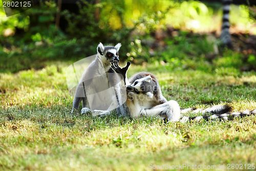 Image of Cute lemur kata