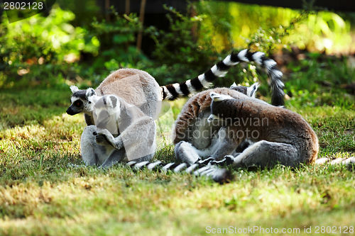 Image of Cute lemur kata