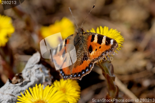 Image of butterfly