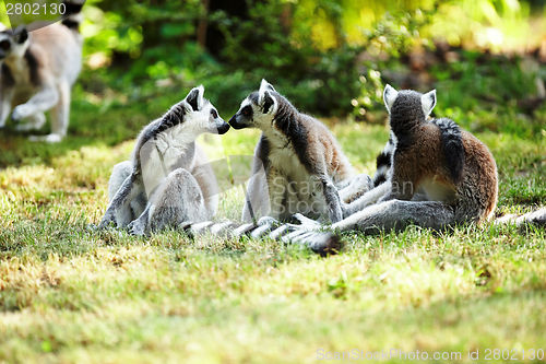 Image of Cute lemur kata