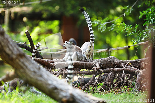 Image of Cute lemur kata