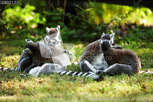 Image of Cute lemur kata