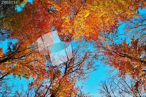 Image of Beech trees