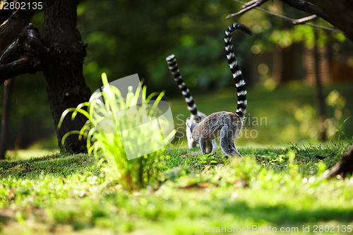 Image of Cute lemur kata