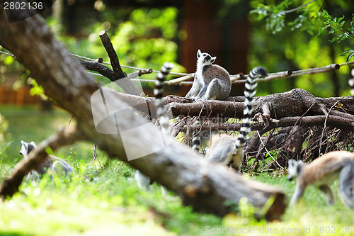 Image of Cute lemur kata