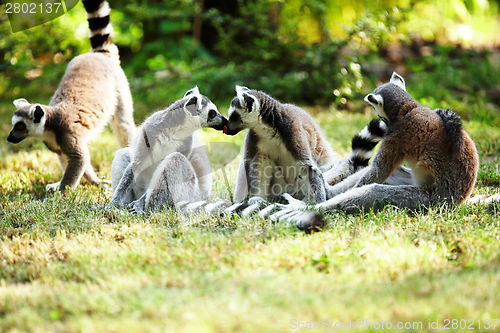 Image of Cute lemur kata