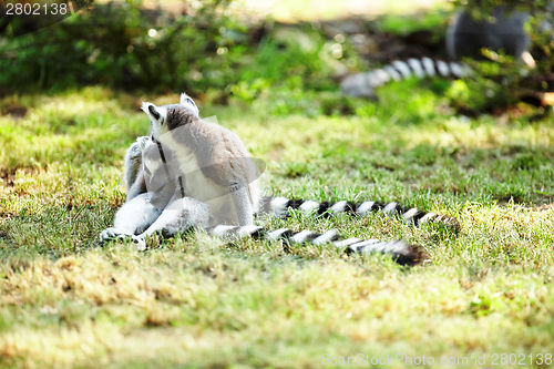 Image of Cute lemur kata