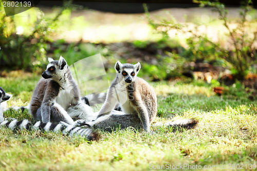 Image of Cute lemur kata