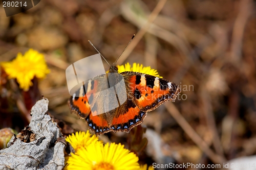 Image of butterfly
