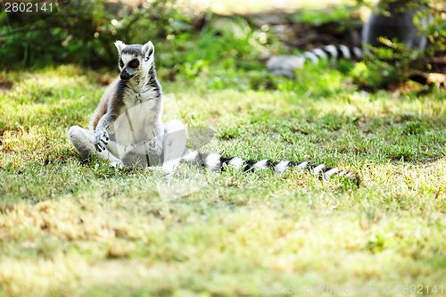 Image of Cute lemur kata