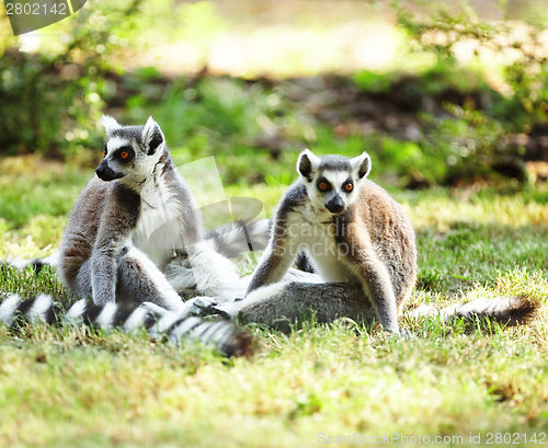 Image of Cute lemur kata