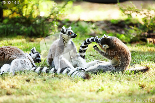 Image of Cute lemur kata