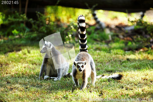 Image of Cute lemur kata