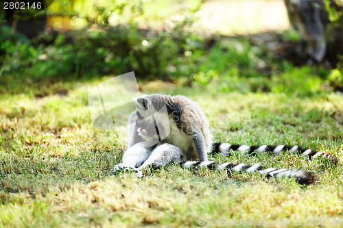 Image of Cute lemur kata