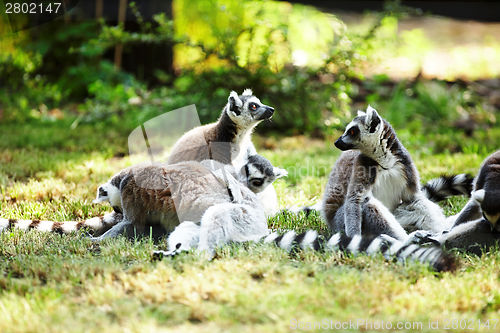 Image of Cute lemur kata
