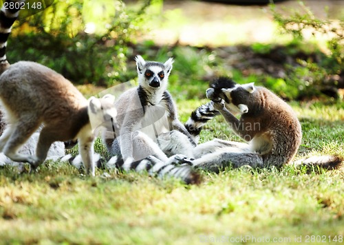 Image of Cute lemur kata