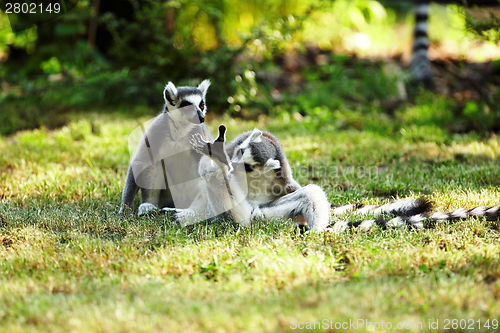 Image of Cute lemur kata