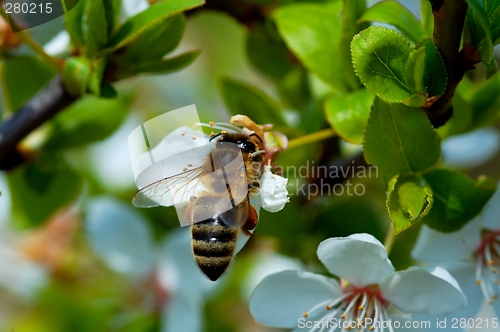 Image of bee