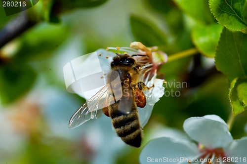 Image of bee