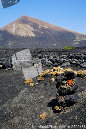 Image of winery lanzarote    cultivation