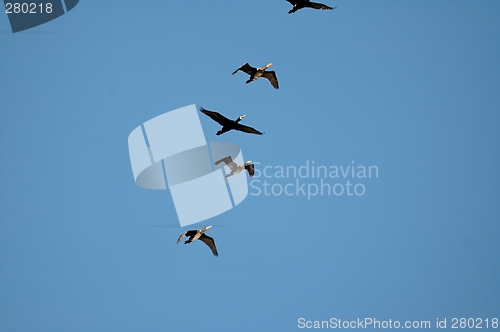 Image of birds