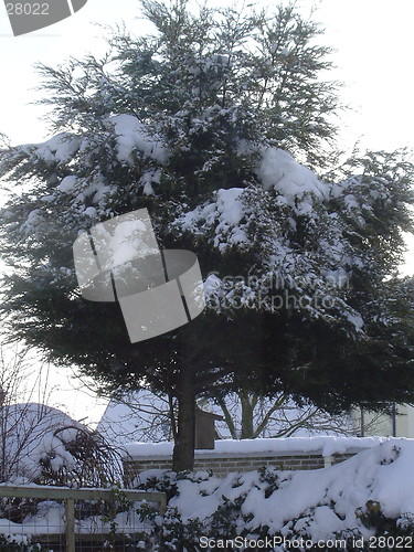 Image of Tree covered in Snow.